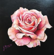 rosa-i